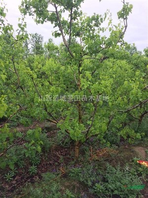 6公分山楂樹價(jià)格_6公分山楂樹半冠價(jià)格_6公分裸根山楂樹價(jià)格